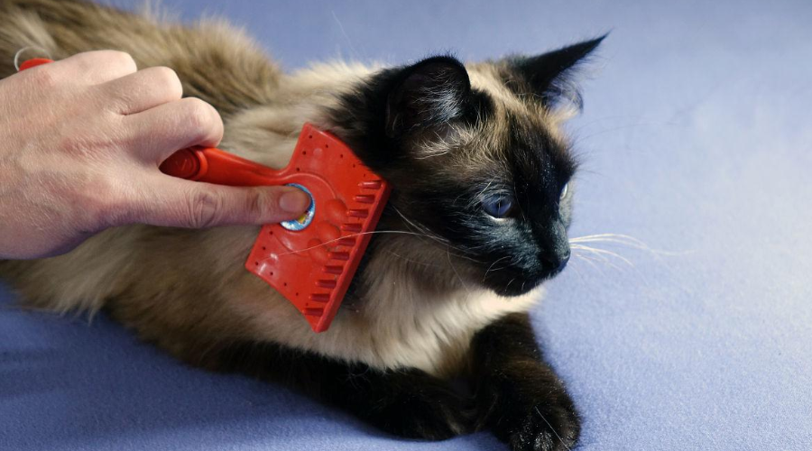 What if the cat hates being groomed? 4 steps to solve the problem of difficult grooming!