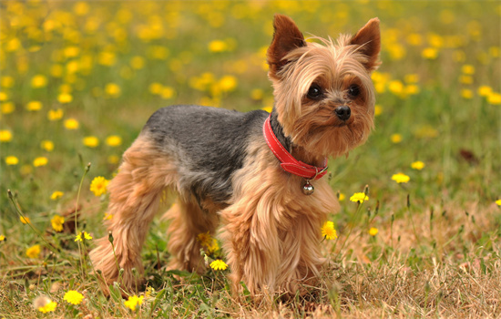 The differences between Yorkshire Terriers and Maltese dogs